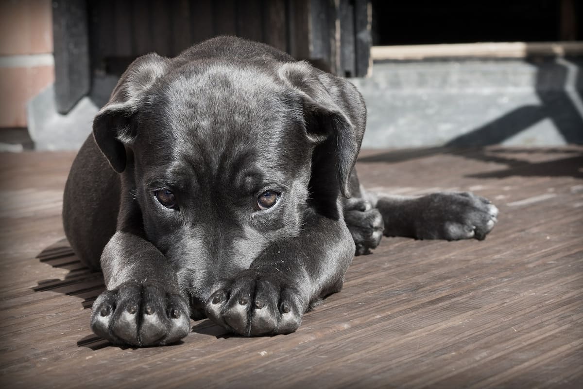 El origen de los perros domésticos europeos podría encontrarse en el suroeste de Alemania según descubrieron los científicos