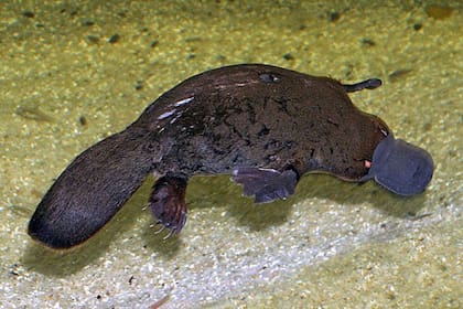 El ornitorrinco australiano es considerado el mamífero más extraño del mundo