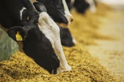 El orujo de uva empleado en forma adecuada, similar a lo que ocurre con otros subproductos frutihortícolas, permite obtener excelentes resultados productivos, económicos y mejorar la calidad nutracéutica de las carnes y leches