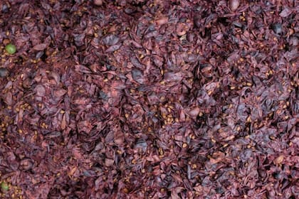 El orujo de vino tinto podría tener beneficios para la salud cardiovascular