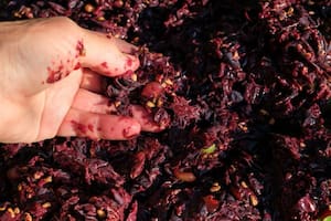 El orujo es el residuo sólido que queda después de que la uva se prensó para extraer su jugo.