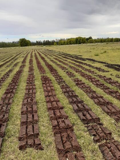 El orujo llega con 80% de agua; se pone a secar en el campo