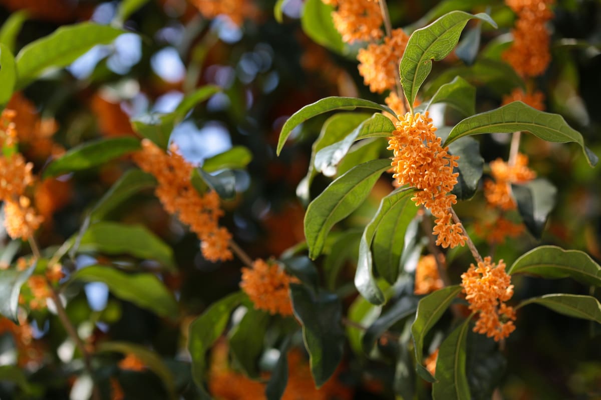 El Osmanthus, también conocido como olivo fragante, olivo dulce u osmanto oloroso, es un árbol que crece en macetas