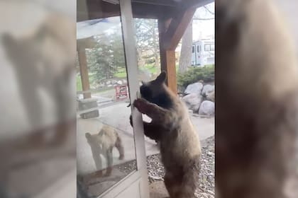 El oso abrió la puerta con sus patas, pero no pudo entrar a la casa porque se lo impidieron