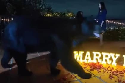 El oso atravesó la escena de la propuesta de casamiento y luego trepó por una pared y se fue
