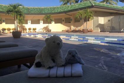 El oso de peluche disfrutando de la pileta junto a Kauai, la foca que había comprado Doozer en el viaje