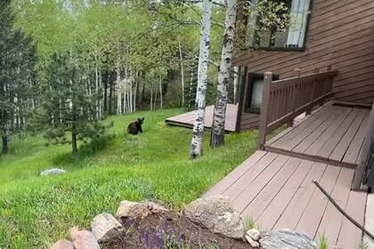 El oso dudó en pleno escape para observar la entrada de la vivienda, pero el oficial que intervino lo ahuyentó nuevamente