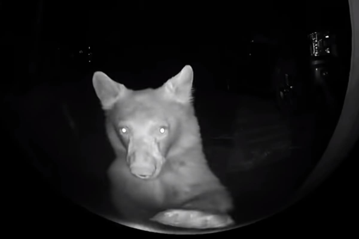 El oso fue captado por la cámara de seguridad del frente de la casa (ViralHog)