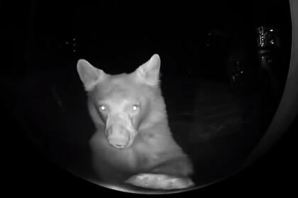 El oso fue captado por la cámara de seguridad del frente de la casa (ViralHog)