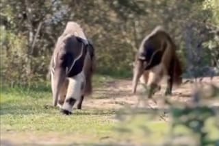 El tierno video de dos osos hormigueros en un parque nacional que se volvió viral