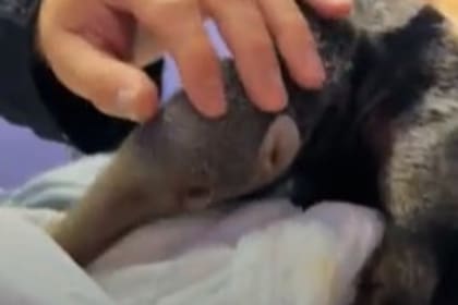 El oso hormiguero rescatado en Jujuy