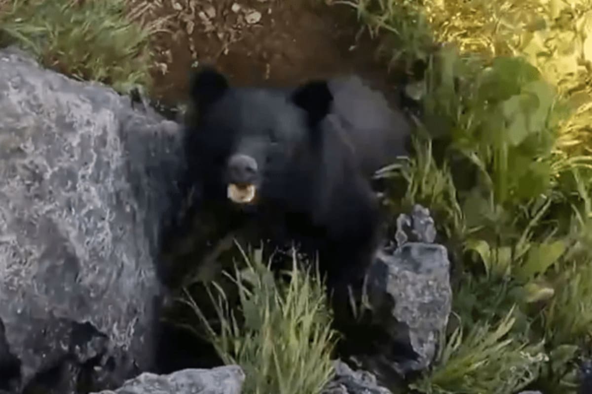El oso le saltó encima al escalador, que debió defenderse con puñetazos y patadas