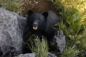El oso le saltó encima al escalador, que debió defenderse con puñetazos y patadas