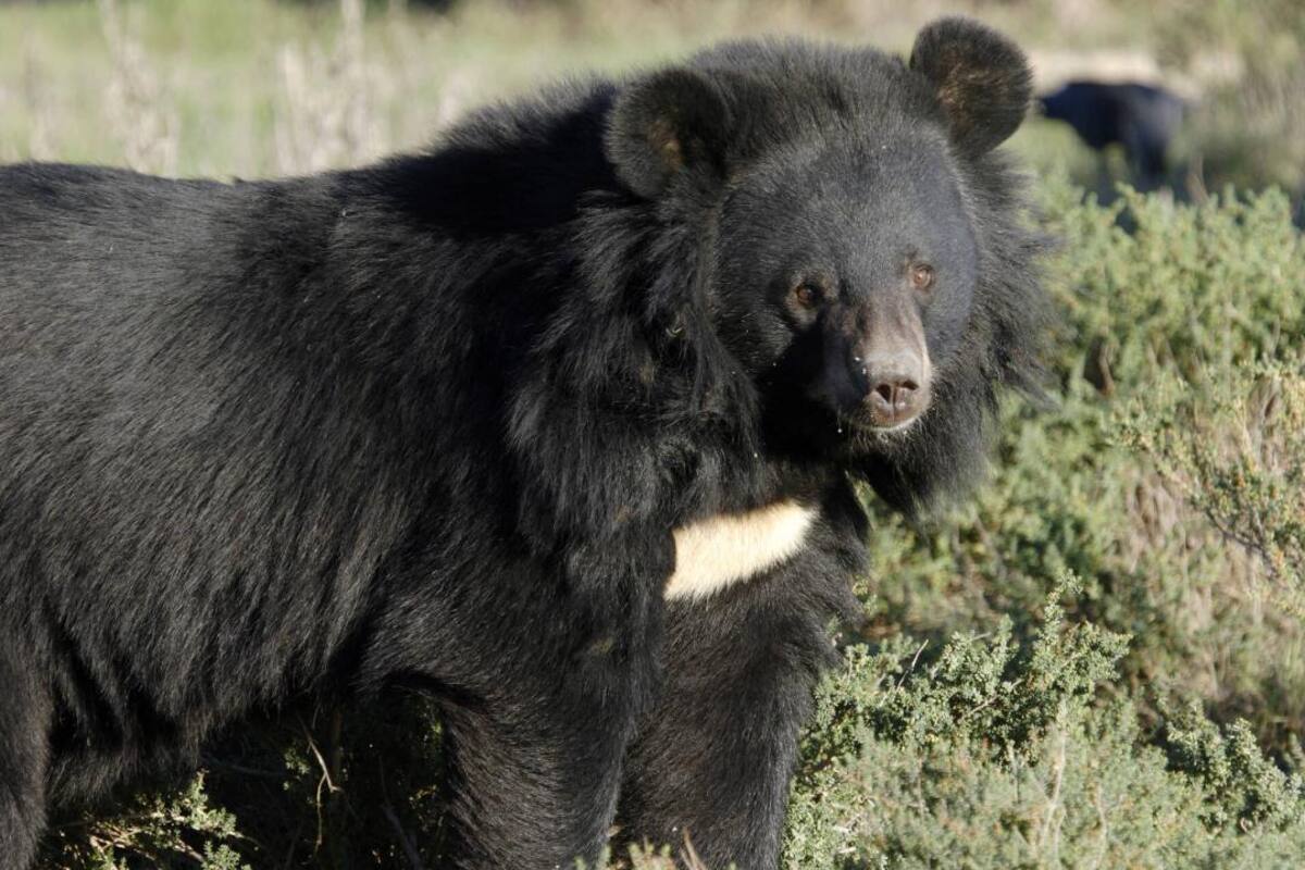 El oso llegó a comer un cajón de fruta y dos cajas de fideos por día