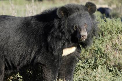 El oso llegó a comer un cajón de fruta y dos cajas de fideos por día