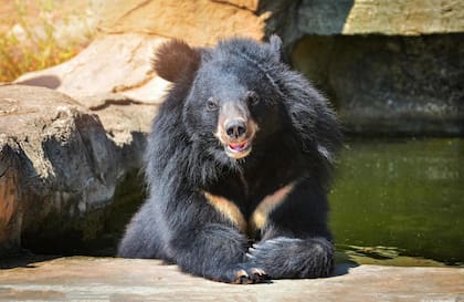 El oso negro asiático puede llegar a pesar hasta 180 kilos