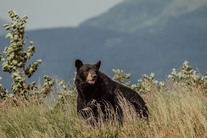 El oso negro es uno de los animales más representativos de la fauna en Estados Unidos