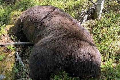 El oso pardo atacó con sus últimas fuerzas al hombre que le había disparado.