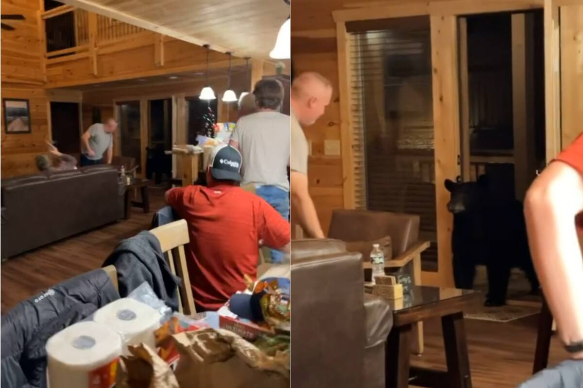 El oso parecía querer sumarse a una reunión de amigos en Tennessee