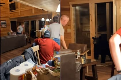 El oso parecía querer sumarse a una reunión de amigos en Tennessee