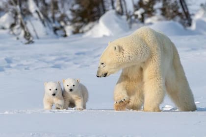 El oso polar representa a los taurinos