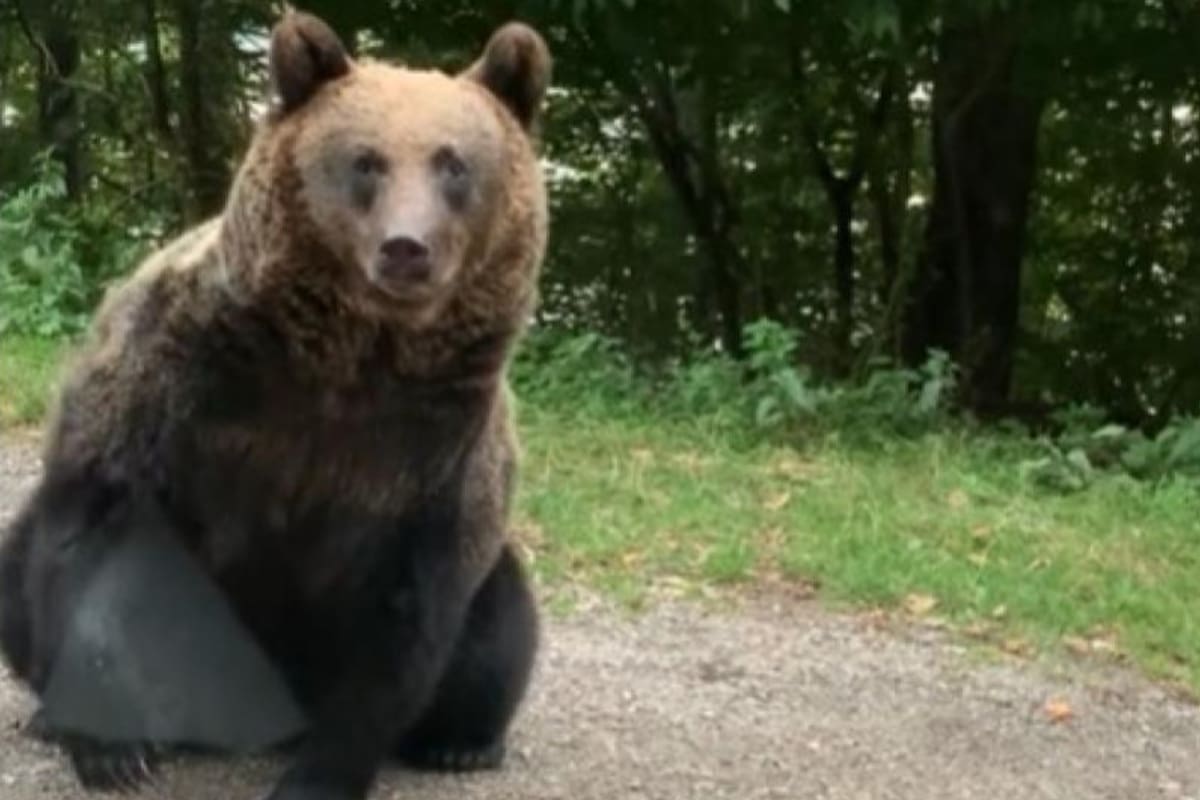 El oso saludó a los pasajeros y ellos se quedaron atónitos tras la acción