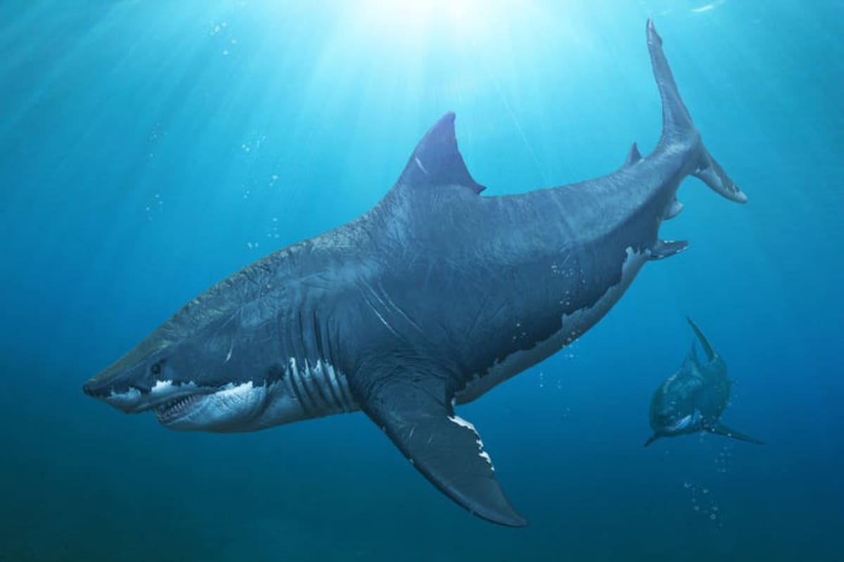 El Otodus Megalodon pobló los mares entre hace 15 y 3,6 millones de años