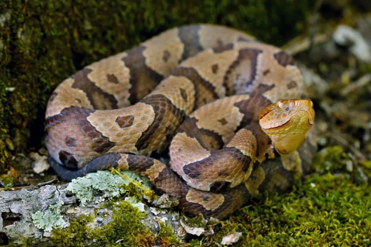 El otoño boreal coincide con la temporada de las copperhead snakes, presentes en la mayoría de los estados de EE.UU., especialmente en las regiones del este y centro del país