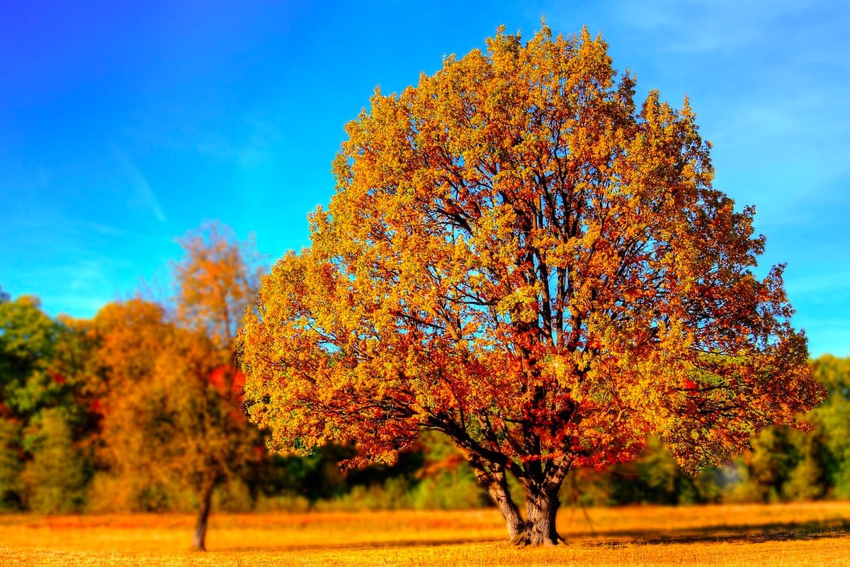 El otoño empieza en el hemisferio sur con el equinoccio de esta estación