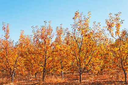 El otoño en Estados Unidos tiene un final astronómico definido: concluye el 21 de diciembre con el solsticio de invierno