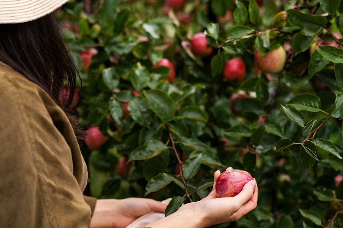 El otoño también puede ser una época ideal para añadir árboles frutales al jardín