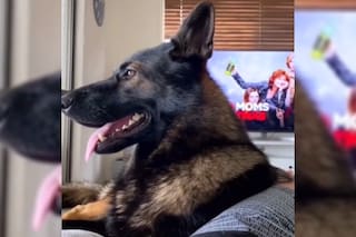 “Cocaína”: la reacción de un perro policía al escuchar a su dueño