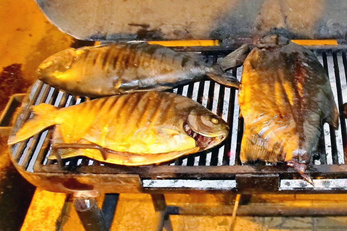 El pacú entró en combinación con el arroz como alternativa de producción