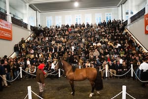 Pagaron $150 millones por el 90% de un padrillo de la raza Criolla