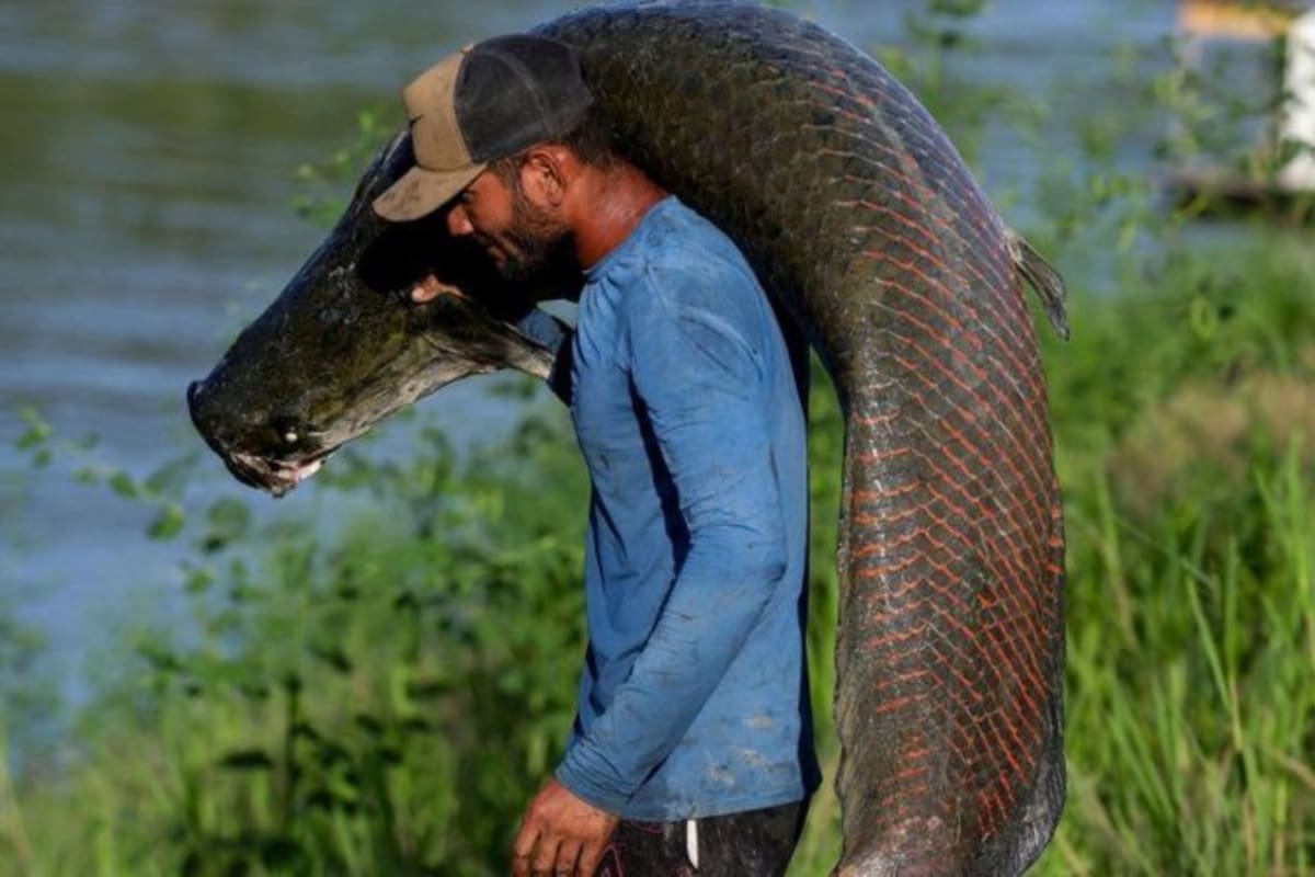 El paiche puede alcanzar hasta 4 metros de longitud