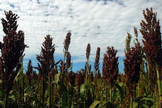 Sorgo. Con foco en China, el cultivo tiene todo para explotar su potencial