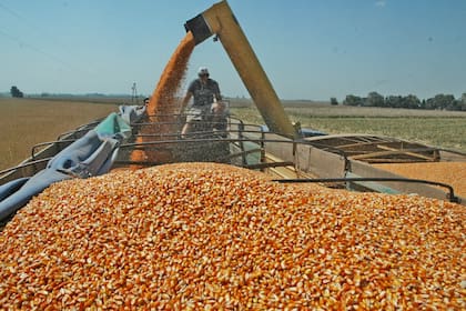 En maíz se aguardan 50,5 millones de toneladas