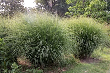 El paisaje sonoro de las plantas es sutil, pero constante: murmullos verdes, fricciones leves, crujidos casi íntimos