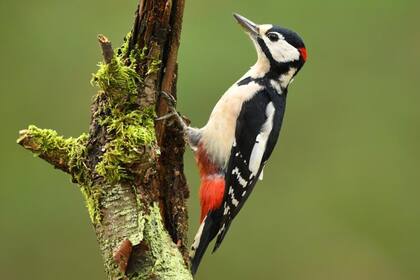 El pájaro carpintero es un ave con un resistente pico que le sirve para taladrar la madera