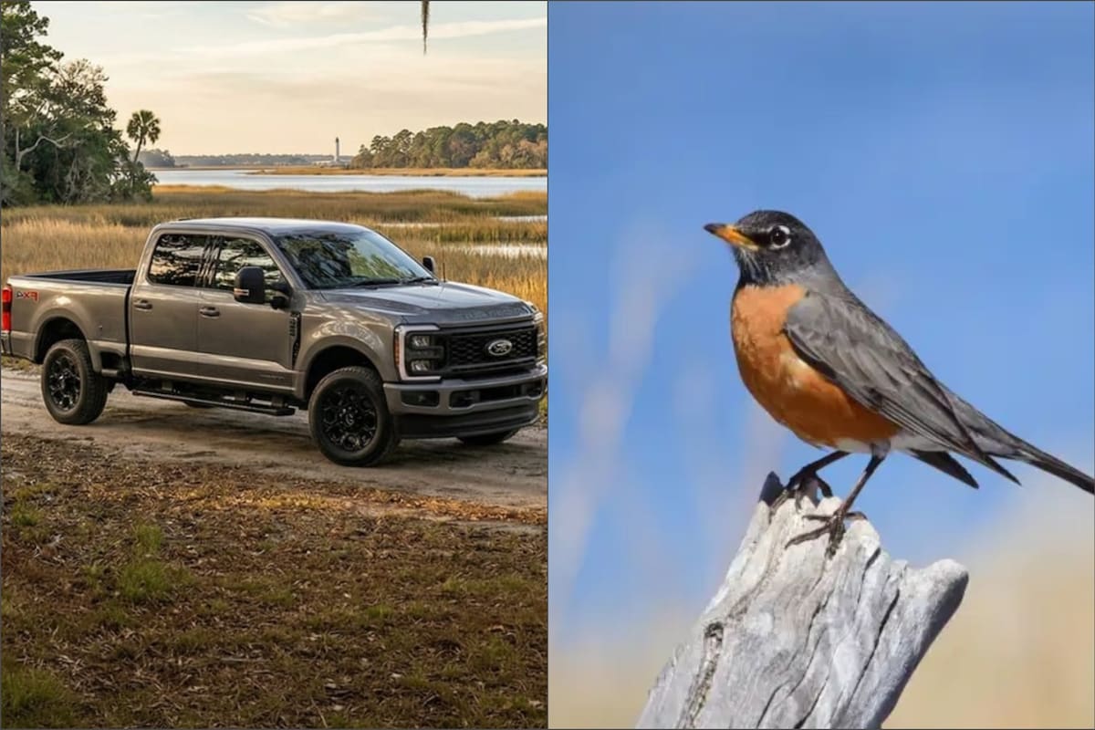 El pájaro construyó un nido directamente sobre la llanta de la Ford F-250, por lo que el concesionario recibió una orden de prohibición para moverla
