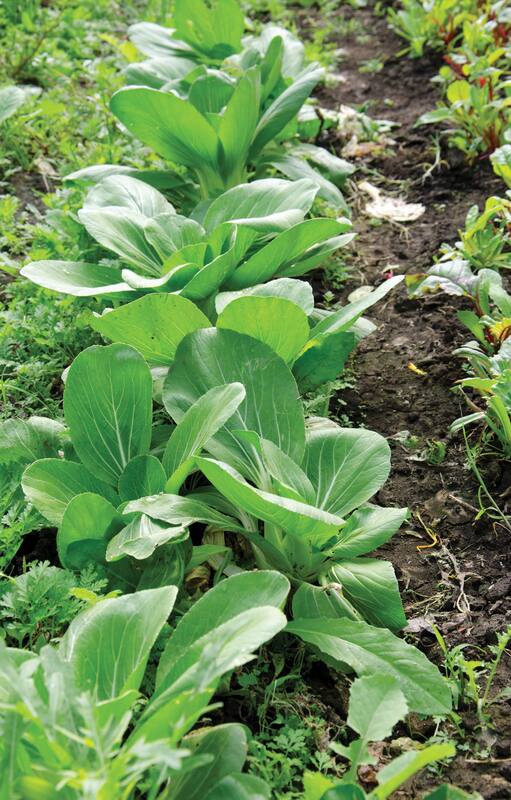 El pak choi, conocido también como acelga china, contiene compuestos azufrados con propiedades anticancerígenas