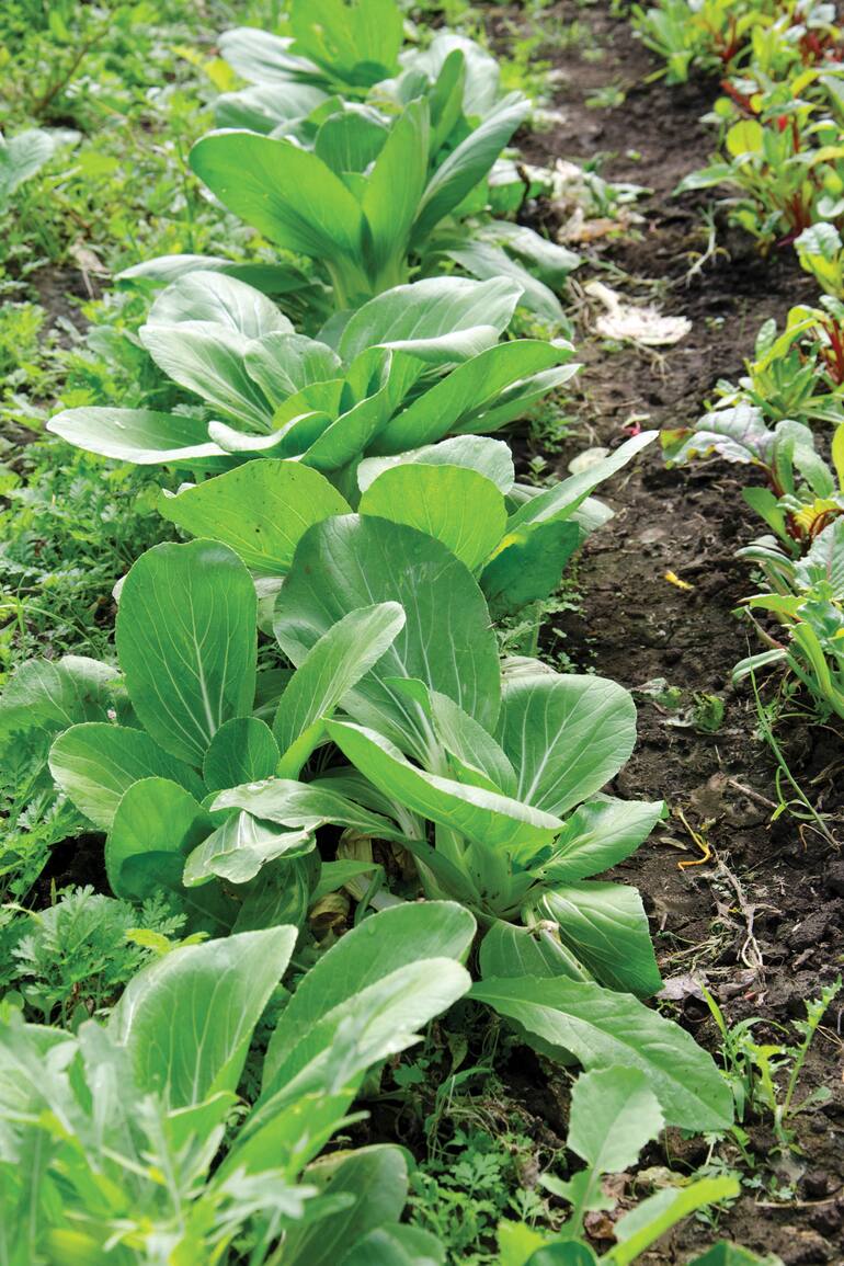 El pak choi, conocido también como acelga china, contiene compuestos azufrados con propiedades anticancerígenas