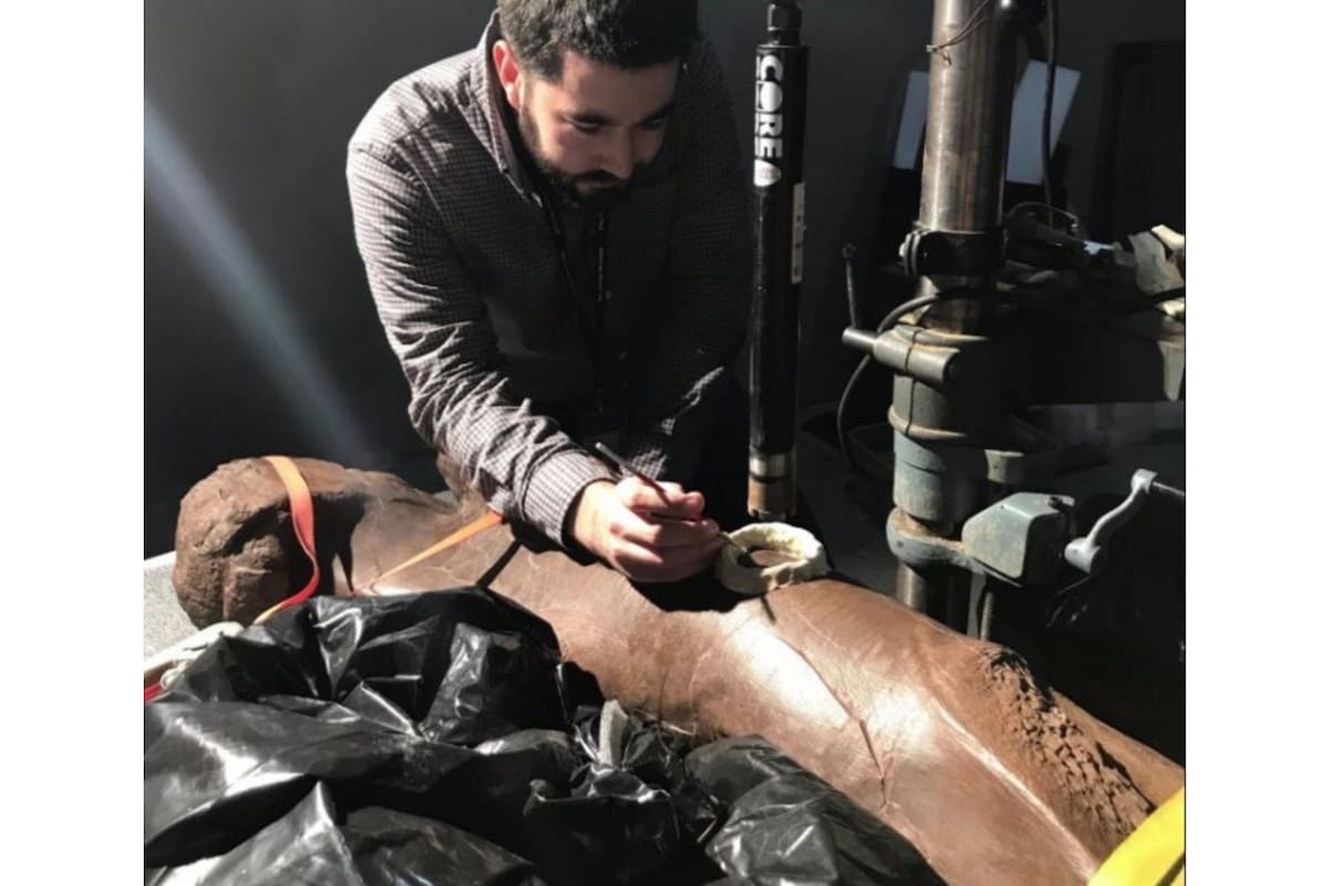 El paleontólogo Tom Cullen cortando el hueso del muslo del T.Rex para aprender cómo creció - DAVID EVANS