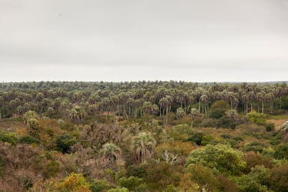 El palmar conmueve por su inmensidad.