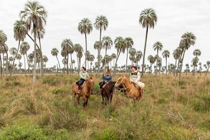 El palmar vela por la conservación de palmeras yatay que son centenarias.
