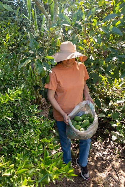 El palto es especialmente sensible al frío y tiene exigencias de drenaje