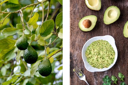 El palto se pude cultivar en jardines, pero hay que tener en cuenta que es muy sensible a las bajas temperaturas, sobre todo durante los primeros años