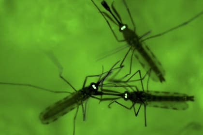 El paludismo se transmite a través de un mosquito
