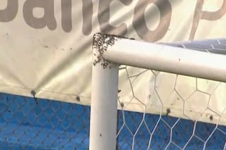 Ascenso: el partido que estuvo suspendido por un panal de abejas en el arco