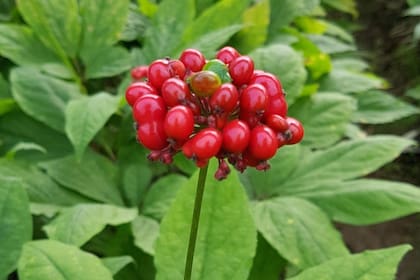 El Panax ginseng es una planta originaria de Corea, China y Siberia (Foto de carácter ilustrativo: PIXABAY)